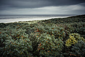 Sanddornbüsche am Strand von Juist, Ostfriesische Inseln, Niedersachsen, Deutschland, Europa