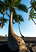 „Palmenporträt mit zwei Surfertypen“, Black Sand Beach, Punalu'u Beach, Big Island von Hawaii, USA
