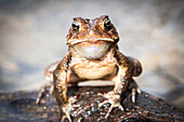 'Ribbit...Ribbit' American Toad, Female Toad, Tennessee, USA