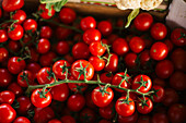 Florence, Italy, Cherry tomatoes in the summer season at the market