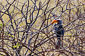 An impressive Red-billed Hornbill or Southern Yellow-billed Hornbill in a thicket of branches against the light, Etosha National Park, Namibia, Africa