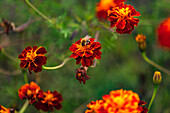 Rote und orange Blütenblätter einer Studentenblume die von einer Hummel besucht wird, Hessen