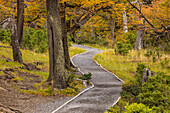 Path through landscape in fall colors, Torres del Paine National Park, Chile, Patagonia
