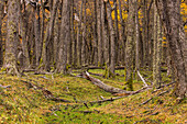 Idyllic and natural forest with southern beeches in autumnal colors on the Rio Canadon de los Toros near El Chalten, Argentina, Patagonia