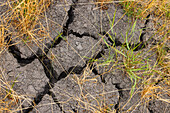 Tiefe Risse im Boden eines landwirtschaftlichen Feldes durch Dürre und Trockenheit, Hessen, Deutschland