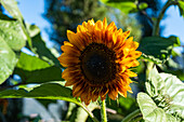 Blooming sunflower in sunny day in the field