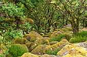 Waldgebiet Wistmans Wood, Dartmoor, Devon, England, Großbritannien, Europa  