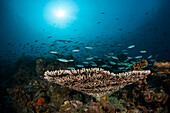 Hard Coral Reef, Raja Ampat, West Papua, Indonesia