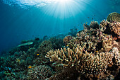 Hard Coral Reef, Raja Ampat, West Papua, Indonesia