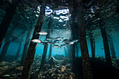 Shoal of jacks under jetty, Caranx sexfasciatus, Raja Ampat, West Papua, Indonesia