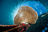 Tischkoralle wächst am Steg, Acropora sp., Raja Ampat, West Papua, Indonesien