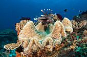 Red lionfish in coral reef, Pterois volitans, Raja Ampat, West Papua, Indonesia