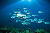 School of Gray Surgeons, Acanthurus mata, Raja Ampat, West Papua, Indonesia