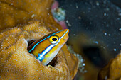 Blue-striped saber-toothed blenny, Plagiotremus rhinorhynchos, Raja Ampat, West Papua, Indonesia