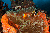 Clarks Anemonenfische, Amphiprion clarkii, Raja Ampat, West Papua, Indonesien