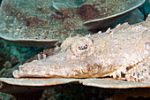 Crocodilefish, Cymbacephalus beauforti, Raja Ampat, West Papua, Indonesia