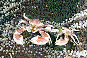 Anemone Porcelain Crab, Neopetrolisthes maculatus, Raja Ampat, West Papua, Indonesia
