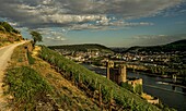 Hiking in the vineyard, view over a Rüdesheim vineyard to the ruins of Ehrenfels Castle and the Mouse Tower, in the background Bingen and the mouth of the Nahe into the Rhine, Upper Middle Rhine Valley, Hesse and Rhineland-Palatinate, Germany