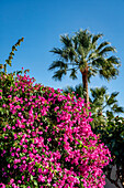Las Marismas de Corralejo, hotel garden, blooming bougainvillea , palm tree, Corralejo, Fuerteventura, Canary Islands, Spain