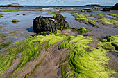 Blick auf den Strand von North Berwick bei Ebbe, Milsey Bay, North Berwick, East Lothian, Schottland, Vereinigtes Königreich