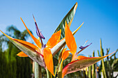 Strelitzia, one of the royal trees of Spain