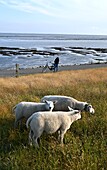 Schafe auf der Wattseite bei Nes auf der Insel Ameland, Friesland, Niederlande
