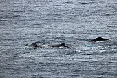 Drake Passage or Drake Strait between Argentina and Antarctica; Humpback whales en route to Antarctica