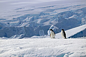 Antarktis; antarktische Halbinsel; bei Yalour Island; Adeliepinguin Pärchen auf einem Eisfeld; im Hintergrund Abbruchkante von einem Gletscher