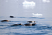 Antarktis; antarktische Halbinsel bei Yalour Island; eine Gruppe Eselspinguine auf Nahrungssuche im Wasser