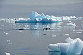 Antarctic; Antarctic Peninsula at Yalour Island; a group of gentoo penguins foraging for food; drifting icebergs and ice floes off the coast