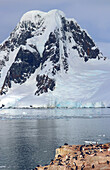 Antarktis; antarktische Halbinsel; Petermann Island; Pinguin-Kolonie; Eselspinguine und Adeliepinguine; Schnee bedeckter Berg und Gletscher im Hintergrund
