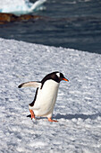 Antarktis; antarktische Halbinsel; Petermann Island; Eselspinguin allein unterwegs auf dem Weg zum Wasser; Nahaufnahme