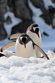 Antarctic; Antarctic Peninsula; Port Charcot; two gentoo penguins in the snow