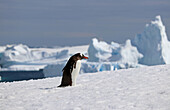 Antarktis; antarktische Halbinsel; Port Charcot; Eselspinguin allein unterwegs im Schnee