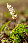 Hohle Lerchensporn, Corydalis cava, Hohlknolliger Lerchensporn