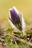 Pasqueflower, pasqueflower, Pulsatilla vulgaris