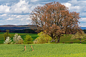 Landschaft am Kapellenberg bei Alsleben, Markt Trappstadt, Landkreis Rhön-Grabfeld, Unterfranken, Bayern, Deutschland