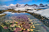 Tidal pools with limpets and corals, snowy mountains in the background, Mefjord, Senja, Troms og Finnmark, Norway