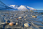 Muscheln am Strand von Ballesvika, Senja, Troms og Finnmark, Norwegen