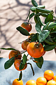 Tangerines, Babylonstoren, old farm, wine farm, Franschhoek, Western Cape Province, Stellenbosch, Cape Winelands, South Africa, Africa