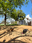 Chickens and turkeys, Garden of Babylonstoren, old farm, wine farm, Franschhoek, Western Cape Province, Stellenbosch, Cape Winelands, South Africa, Africa