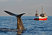 Norway, Vesteralen, Bleik, midnight whale safari, young sperm whale diving