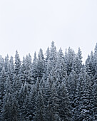 Snowy trees, Grasgehren, Germany