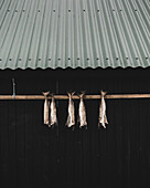 Stockfische an einer Hütte auf den Färöer Inseln