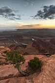 Sunset view in canyon at Dead Horse Point. Old overgrown tree in the foreground.