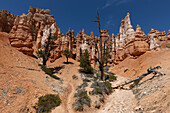 Bottom view of rock formations and trees against blue sky in Bryce Canyon National Park