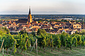 Vineyard in front of the city view of Bergheim, Alsace, France