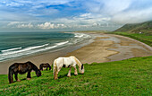 Großbritannien, Wales, Halbinsel Gower Peninsula, Pferde in der Bucht von 'Rhossily Beach'