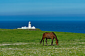 Großbritannien, Wales, Pembrokeshire, Pferd auf Weide vor Leuchtturm Strumble Head Lighthouse