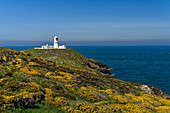 Großbritannien, Wales, Pembrokeshire, Leuchtturm Strumble Head Lighthouse